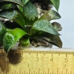 Haworthia Seedling MS432 Syoki x Black Devil - 4