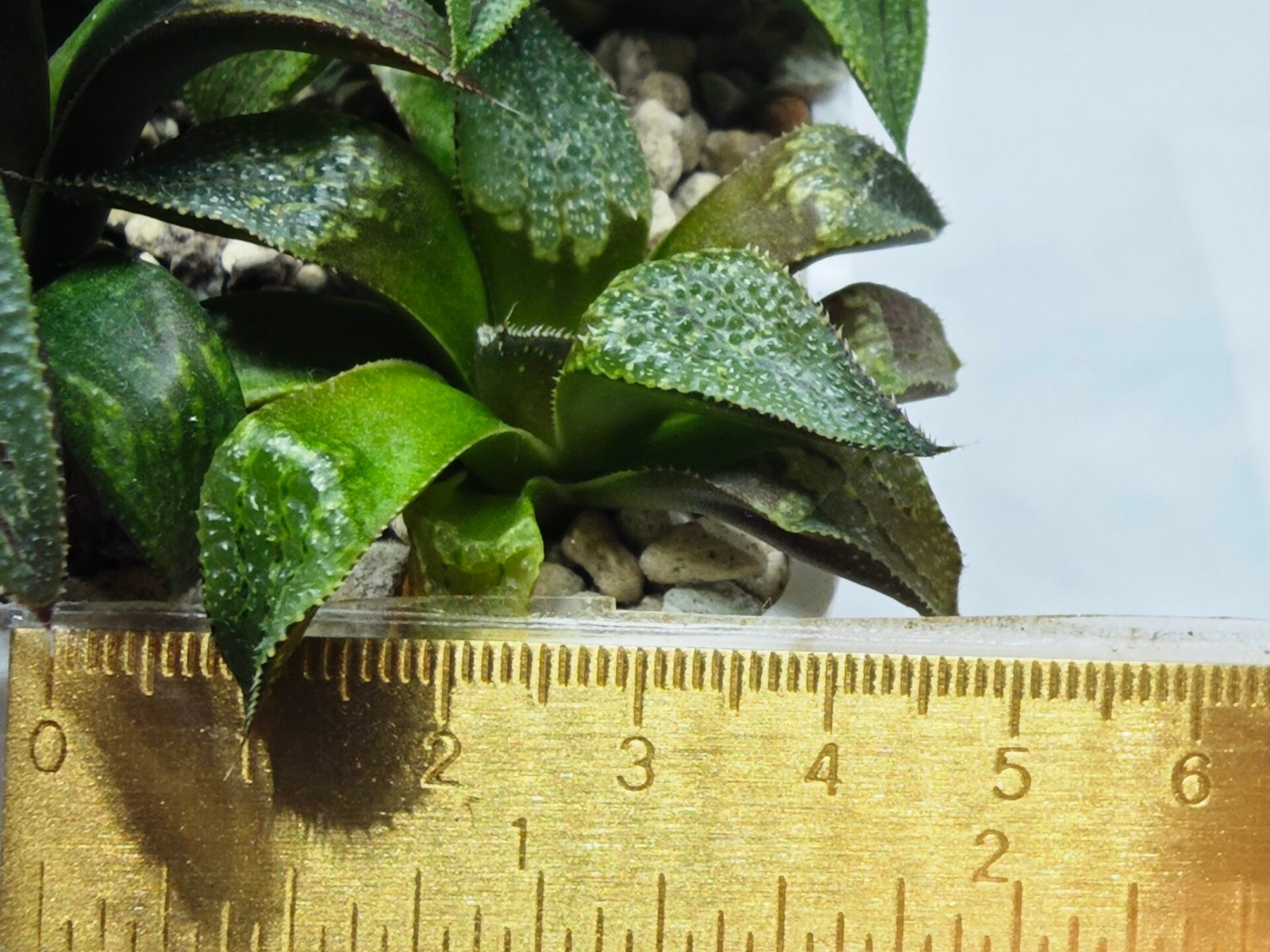 Haworthia Seedling MS432 Syoki x Black Devil - 4