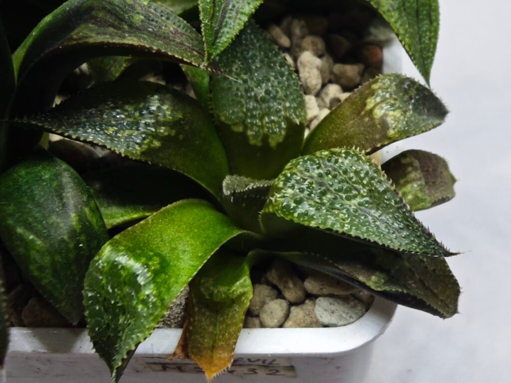Home 5 Haworthia Seedling MS432 Syoki x Black Devil - 1