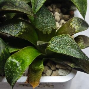Haworthia Seedling MS432 Syoki x Black Devil - 1