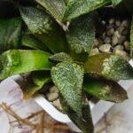 Haworthia Seedling MS432 Syoki x Black Devil - 2