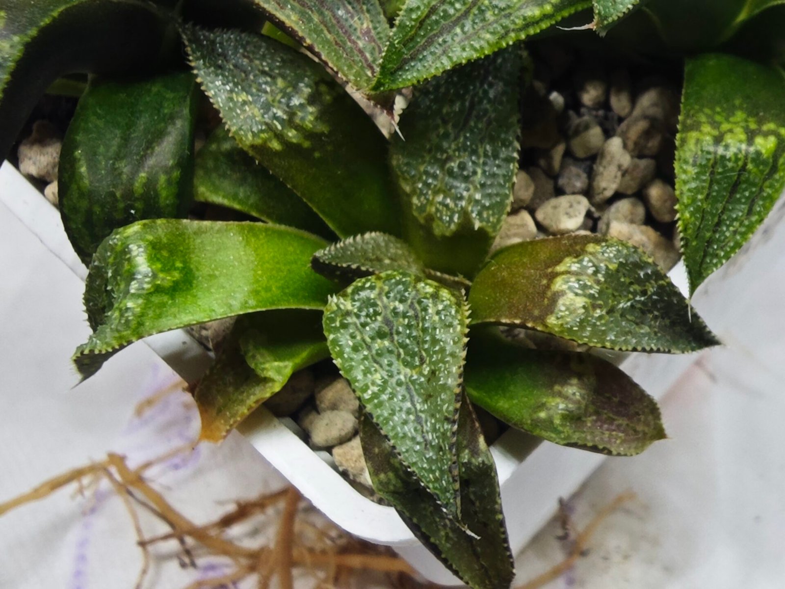 Haworthia Seedling MS432 Syoki x Black Devil - 2