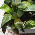 Haworthia Seedling MS432 Syoki x Black Devil - 3