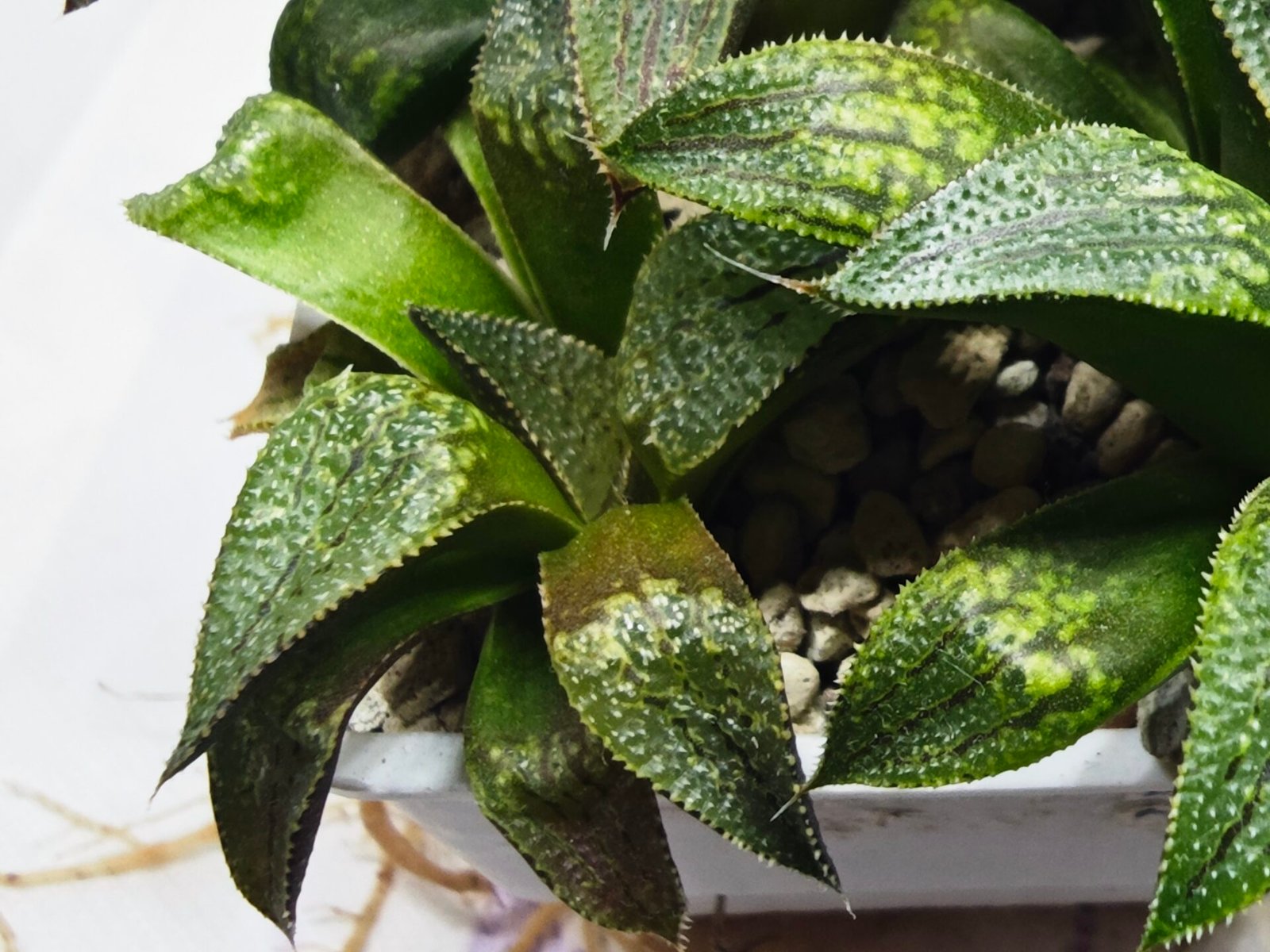 Haworthia Seedling MS432 Syoki x Black Devil - 3