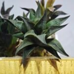 Haworthia Seedling MS431 Karasujoh x Emelyae Badia - 1