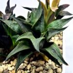 Haworthia Seedling MS431 Karasujoh x Emelyae Badia - 2