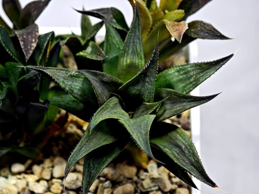 Haworthia Seedling MS431 Karasujoh x Emelyae Badia - 3