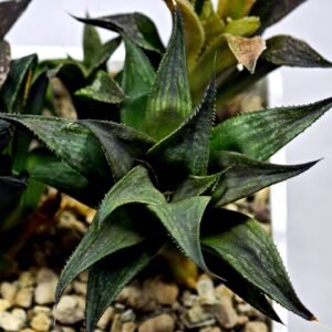 Haworthia Seedling MS431 Karasujoh x Emelyae Badia - 3