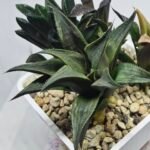 Haworthia Seedling MS431 Karasujoh x Emelyae Badia - 4