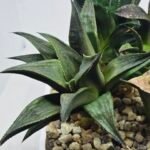 Haworthia Seedling MS431 Karasujoh x Emelyae Badia - 5