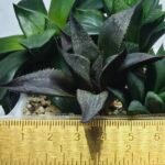 Haworthia Seedling MS423 Karasujoh x Audrey Splendens - 1