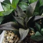 Haworthia Seedling MS423 Karasujoh x Audrey Splendens - 2