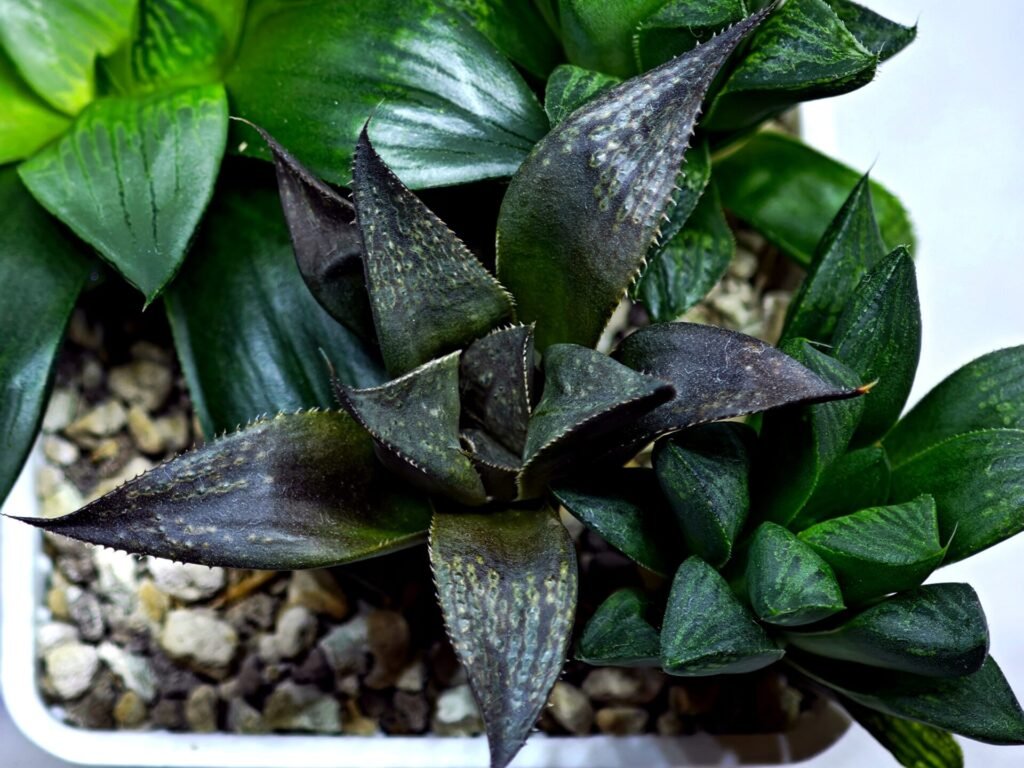 Haworthia Seedling MS423 Karasujoh x Audrey Splendens - 3