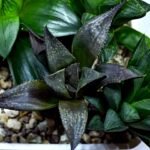 Haworthia Seedling MS423 Karasujoh x Audrey Splendens - 3