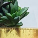 Haworthia Seedling MS424 Mirror Ball Variegated x Retusa Reverse Variegated - 1