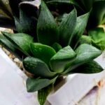 Haworthia Seedling MS424 Mirror Ball Variegated x Retusa Reverse Variegated - 2