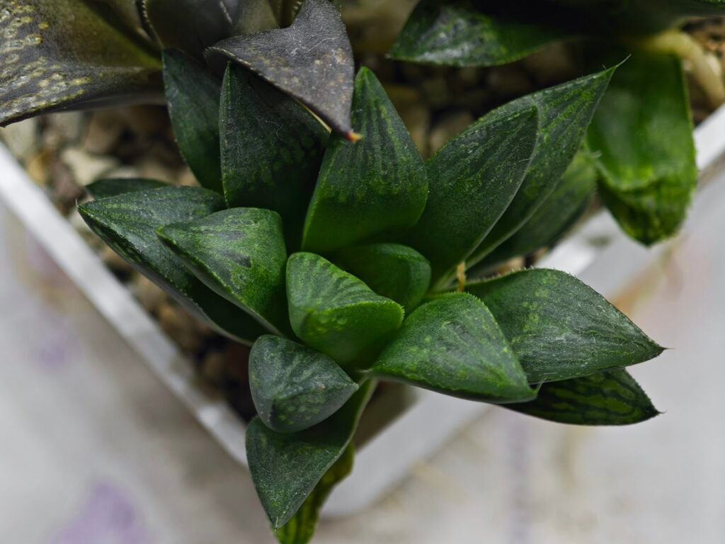Haworthia Seedling MS424 Mirror Ball Variegated x Retusa Reverse Variegated - 3