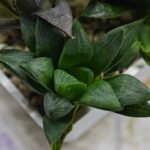 Haworthia Seedling MS424 Mirror Ball Variegated x Retusa Reverse Variegated - 3