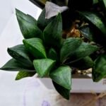Haworthia Seedling MS424 Mirror Ball Variegated x Retusa Reverse Variegated - 4