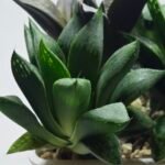 Haworthia Seedling MS424 Mirror Ball Variegated x Retusa Reverse Variegated - 5