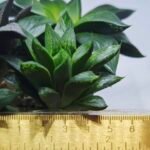 Haworthia Seedling MS425 Black Picta x Syoukin Variegated - 1