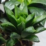 Haworthia Seedling MS425 Black Picta x Syoukin Variegated - 2