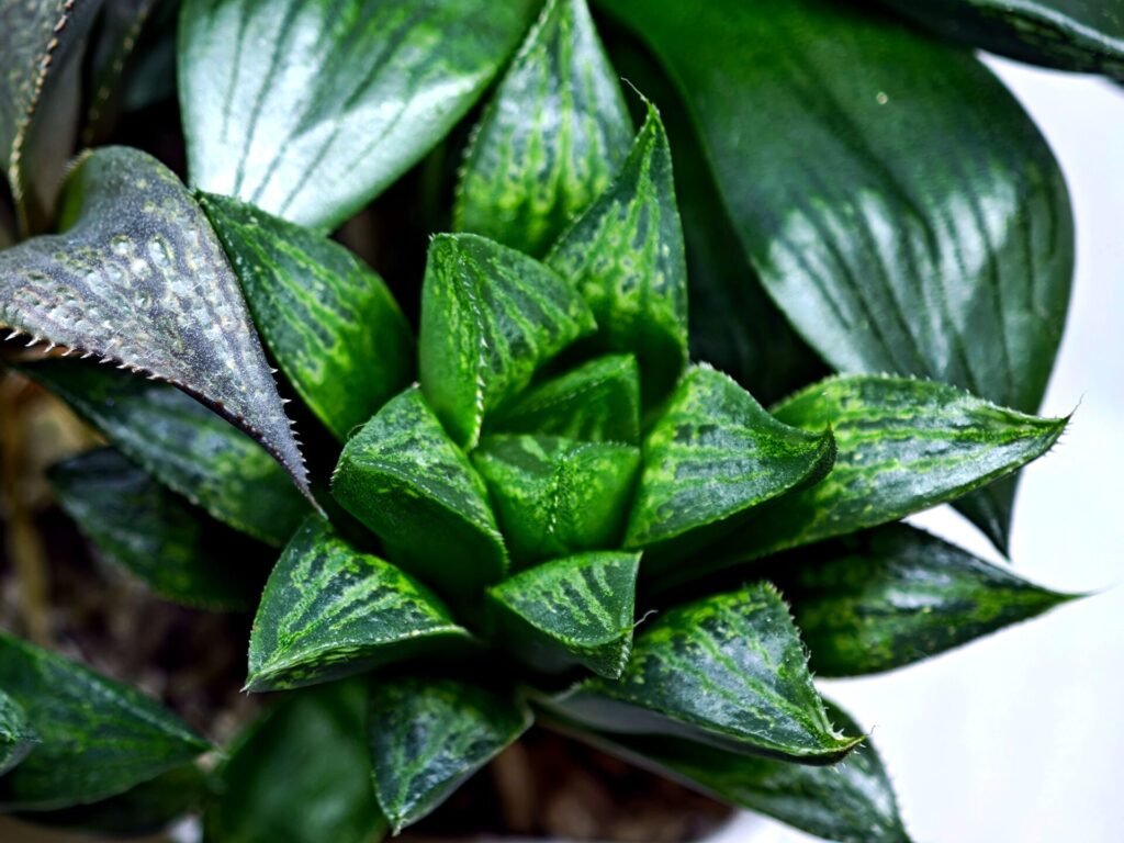 Home 4 Haworthia Seedling MS425 Black Picta x Syoukin Variegated - 3