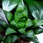 Haworthia Seedling MS425 Black Picta x Syoukin Variegated - 3