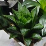 Haworthia Seedling MS425 Black Picta x Syoukin Variegated - 4