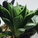 Haworthia Seedling MS425 Black Picta x Syoukin Variegated - 5