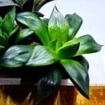 Haworthia Seedling MS426 Suisho Compto x Obtusa Compto - 1