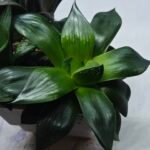 Haworthia Seedling MS426 Suisho Compto x Obtusa Compto - 2