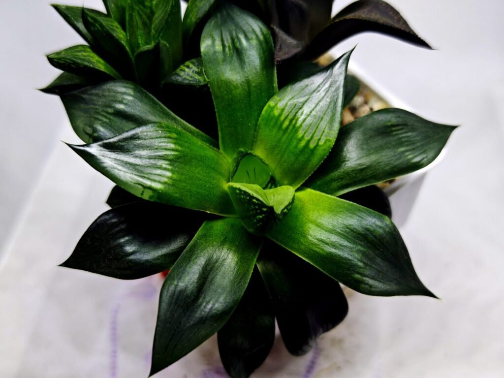 Home 7 Haworthia Seedling MS426 Suisho Compto x Obtusa Compto - 3