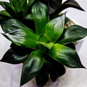 Haworthia Seedling MS426 Suisho Compto x Obtusa Compto - 3
