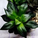 Haworthia Seedling MS426 Suisho Compto x Obtusa Compto - 4