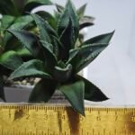 Haworthia Seedling MS420 Karasujoh x Emelyae Badia - 1