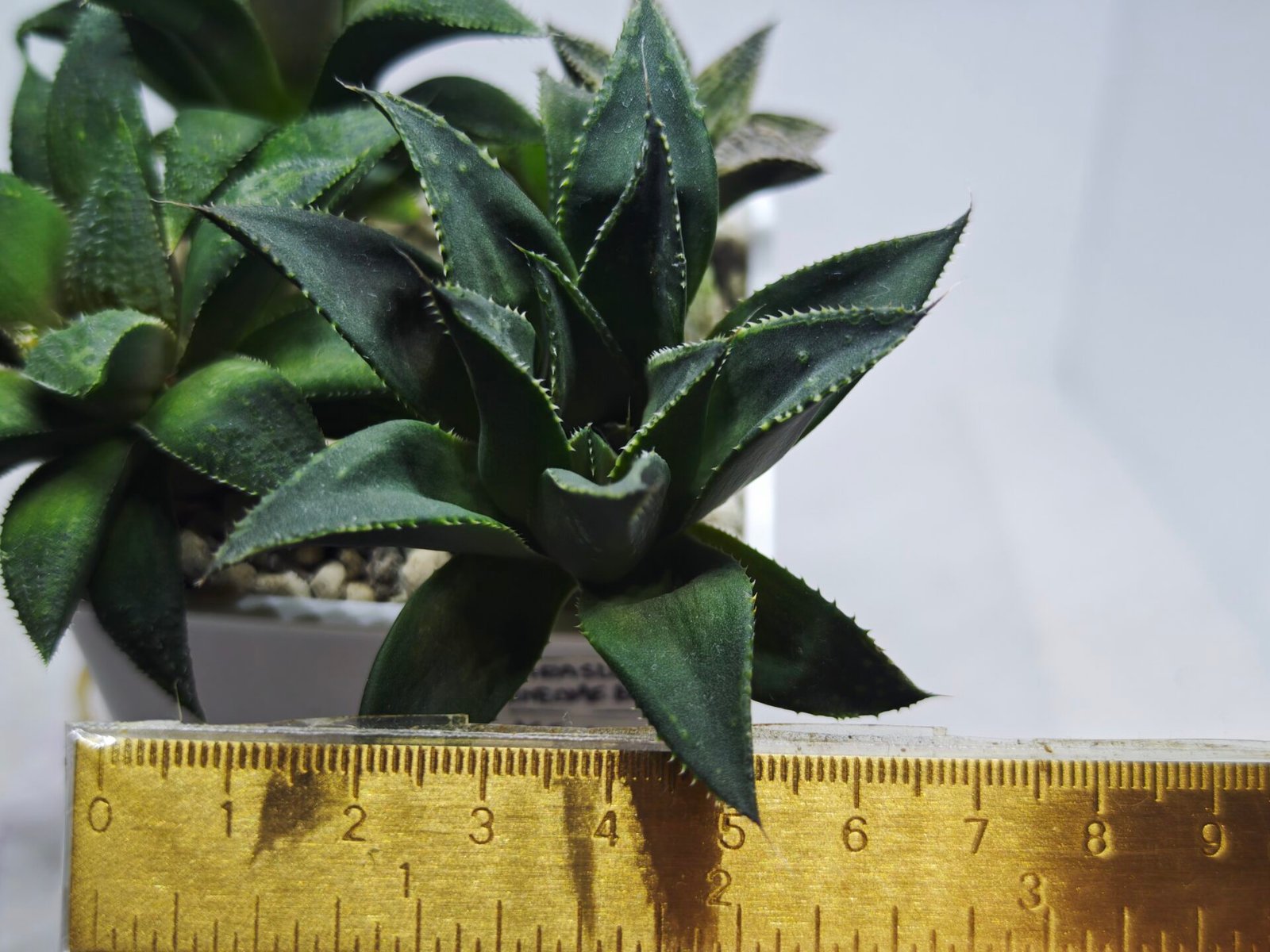 Haworthia Seedling MS420 Karasujoh x Emelyae Badia - 1