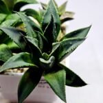 Haworthia Seedling MS420 Karasujoh x Emelyae Badia - 2