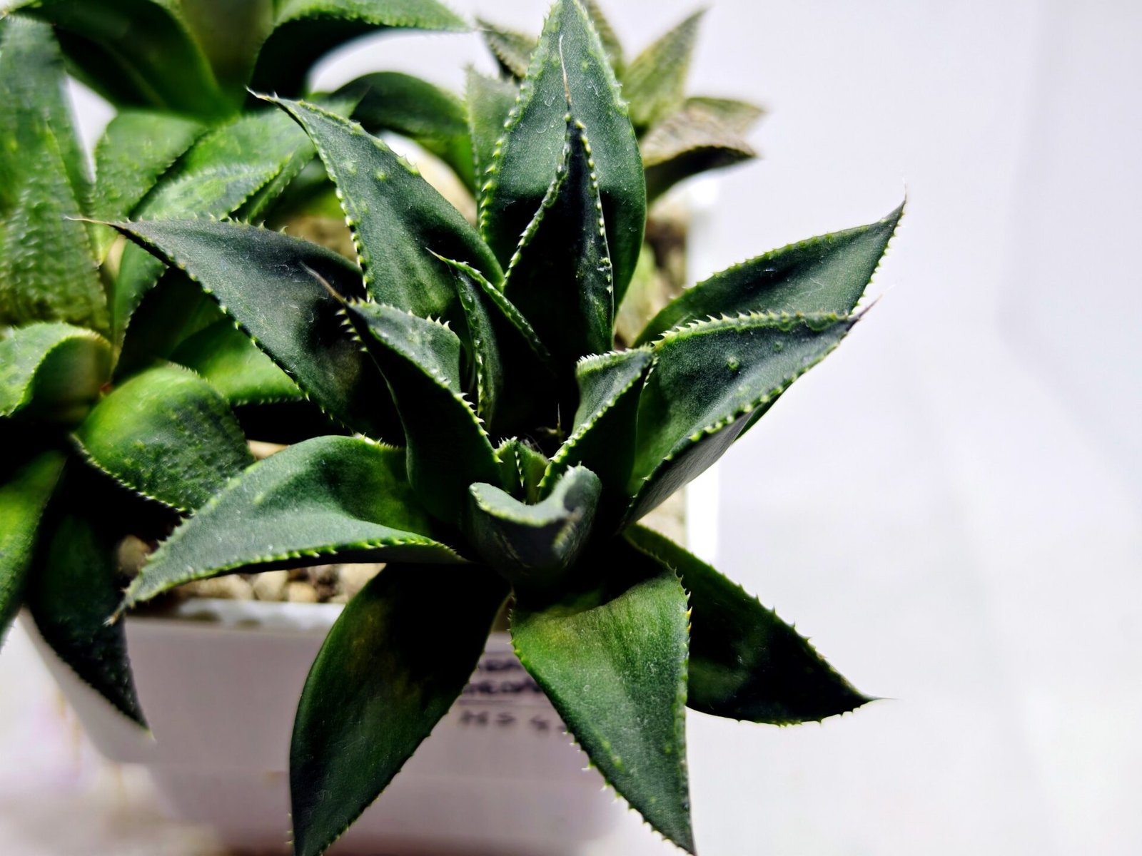 Haworthia Seedling MS420 Karasujoh x Emelyae Badia - 2