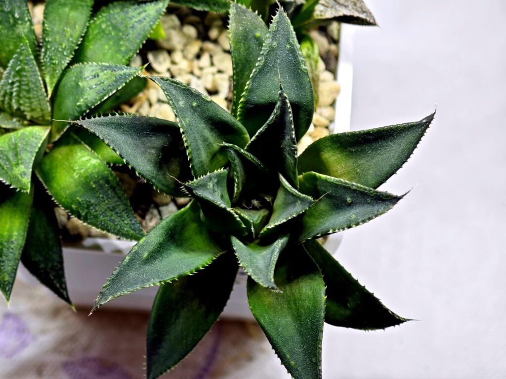 Haworthia Seedling MS420 Karasujoh x Emelyae Badia - 3
