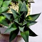 Haworthia Seedling MS420 Karasujoh x Emelyae Badia - 3
