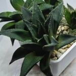 Haworthia Seedling MS420 Karasujoh x Emelyae Badia - 4