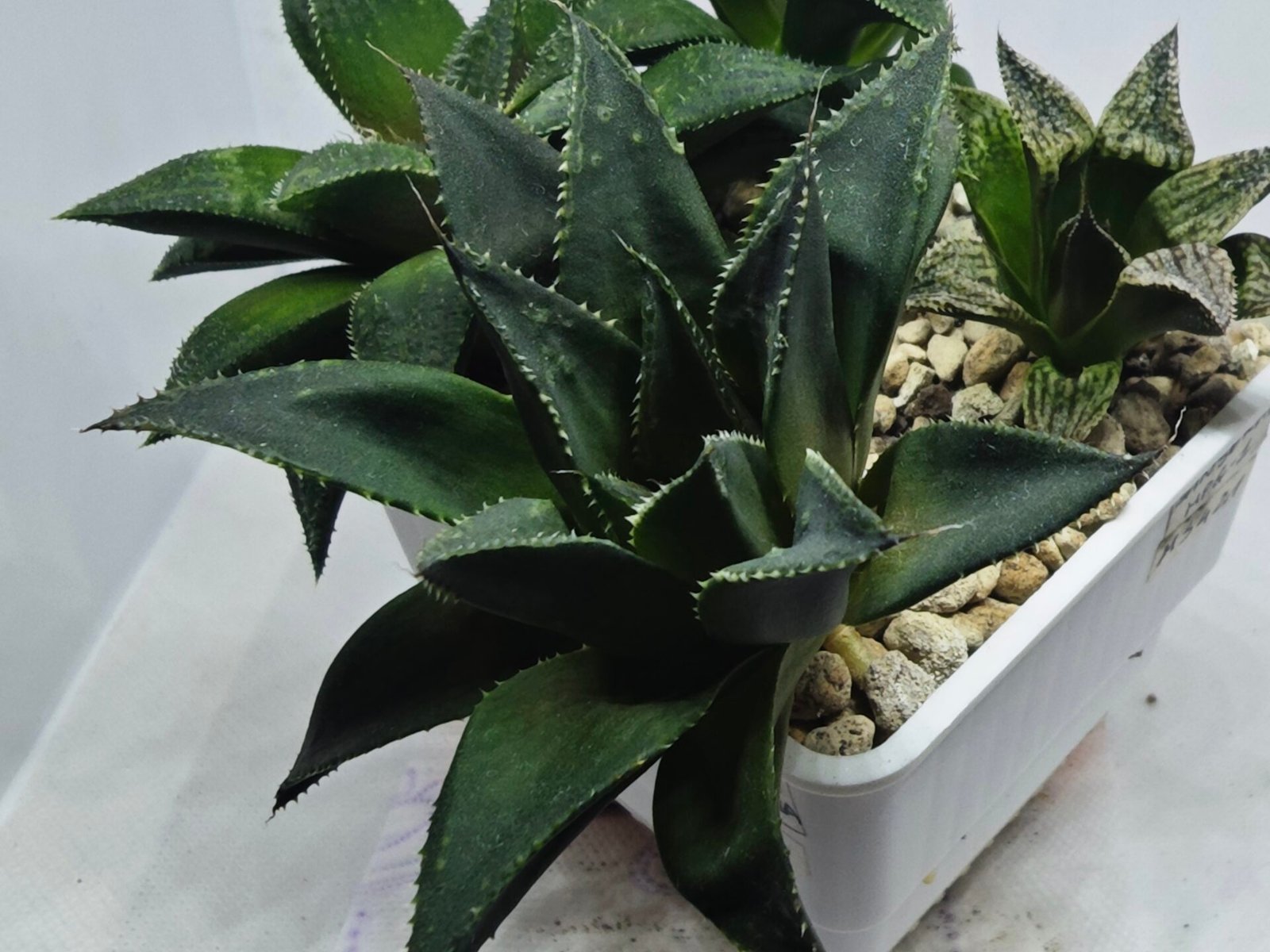 Haworthia Seedling MS420 Karasujoh x Emelyae Badia - 4