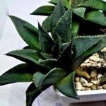 Haworthia Seedling MS420 Karasujoh x Emelyae Badia - 5