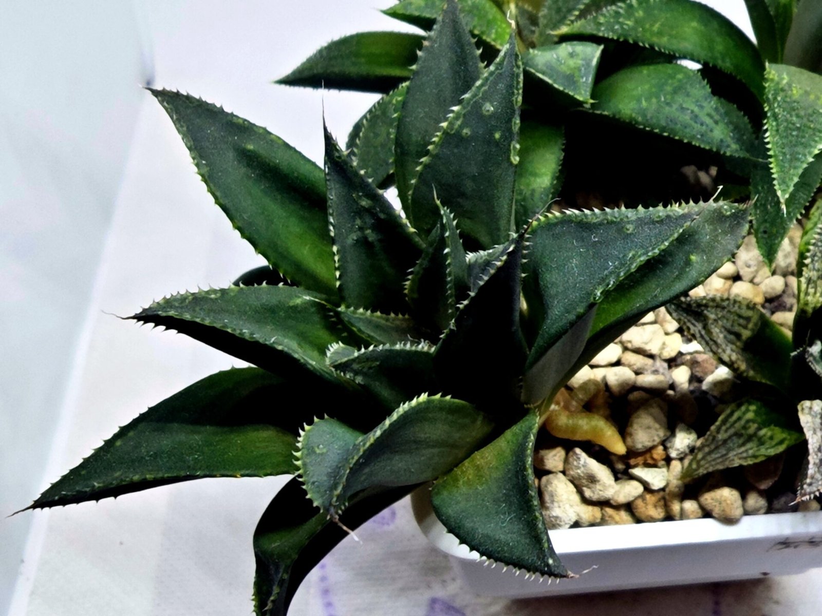 Haworthia Seedling MS420 Karasujoh x Emelyae Badia - 5