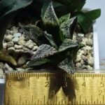Haworthia Seedling MS421 Ginsekai HPG-1 - 1