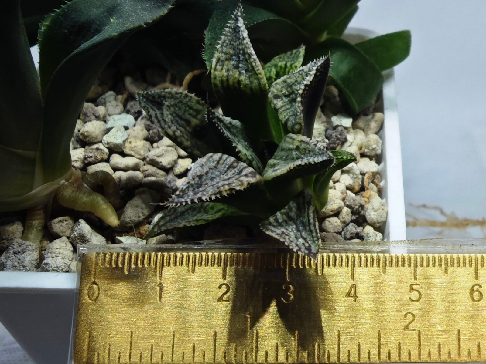 Haworthia Seedling MS421 Ginsekai HPG-1 - 1