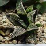 Haworthia Seedling MS421 Ginsekai HPG-1 - 2
