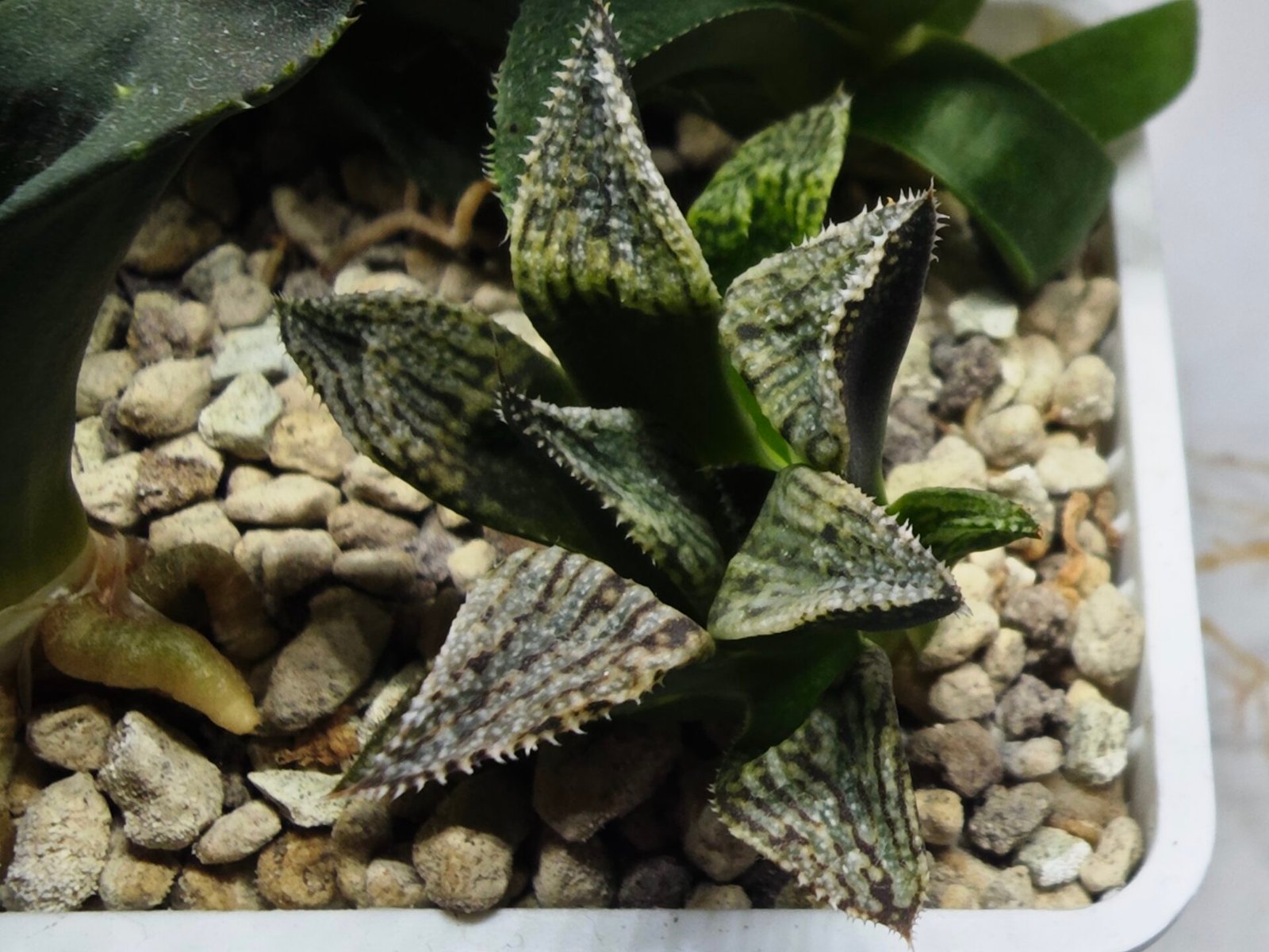 Haworthia Seedling MS421 Ginsekai HPG-1 - 2
