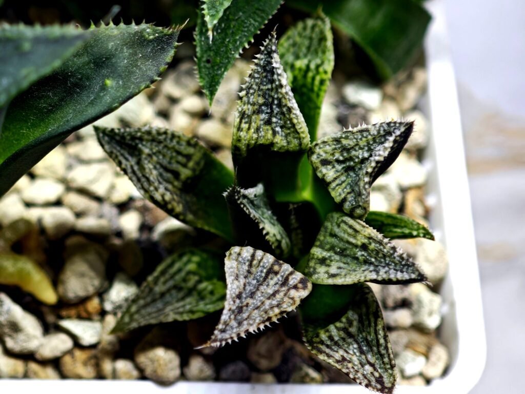 Home 3 Haworthia Seedling MS421 Ginsekai HPG-1 - 3